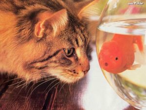 cat_watching_fish_pot_64