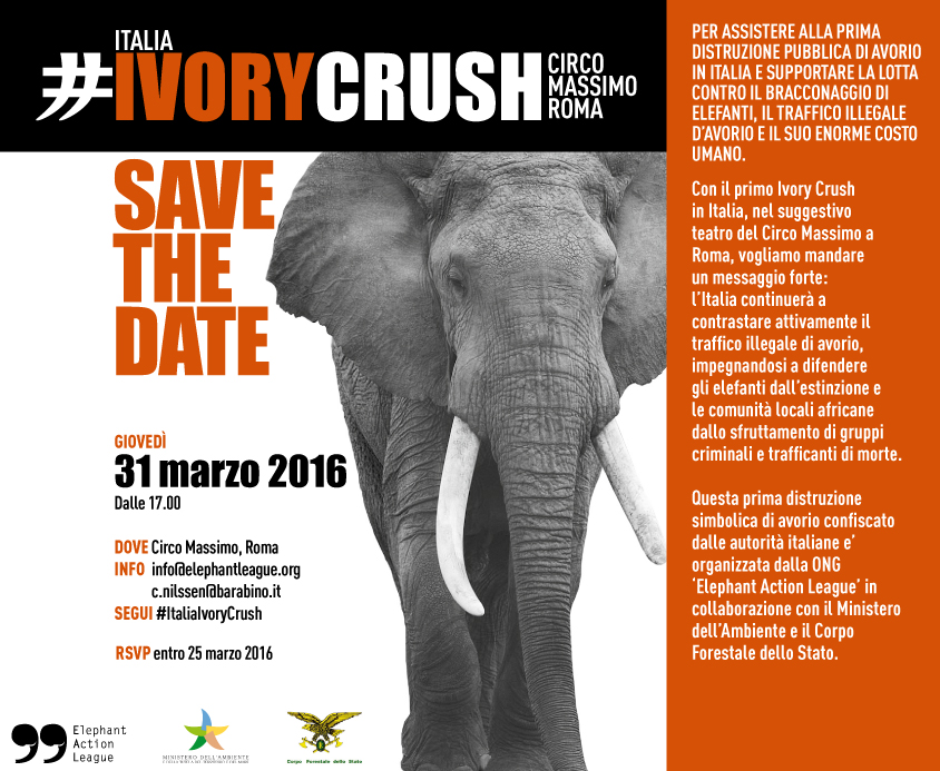 ivory crush roma