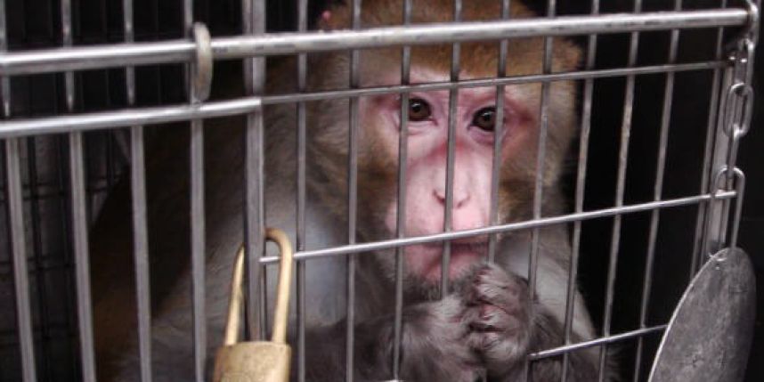 macaco in gabbia