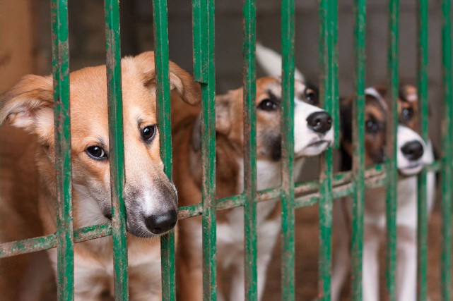 cani in gabbia
