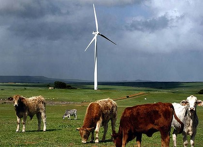 wind-farm-cows