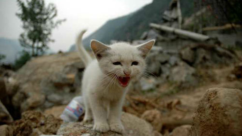 gattino-terremoto